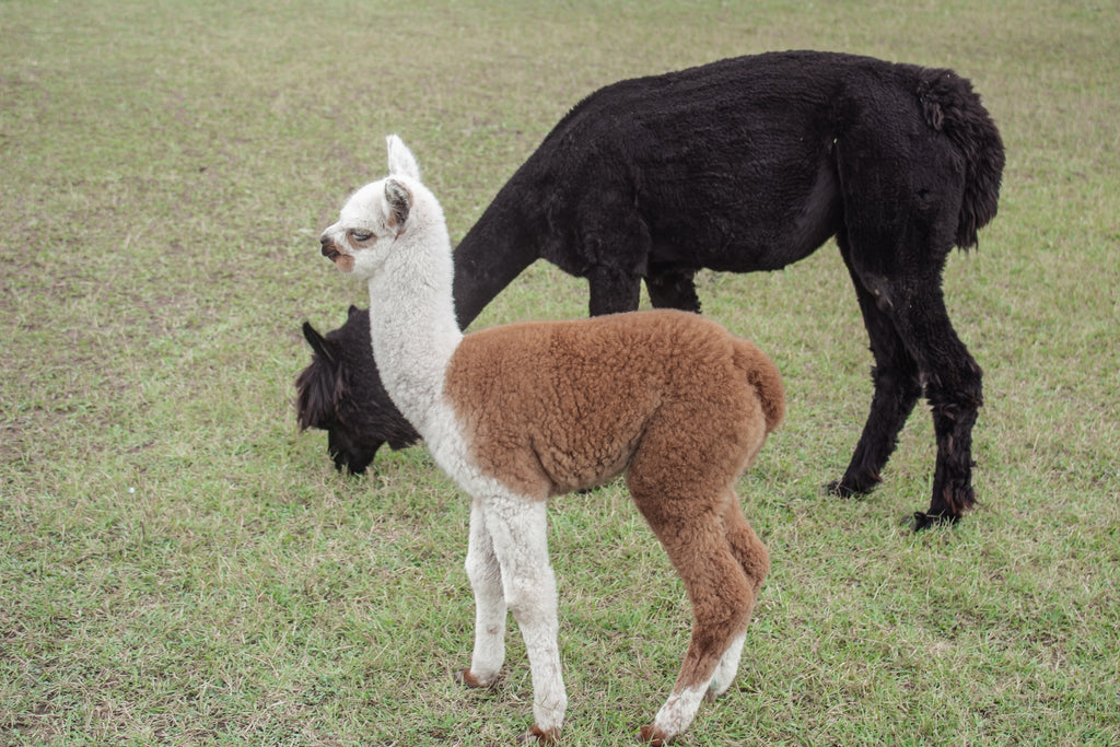 The Tender Warmth of Baby Alpaca: A Woolen Embrace for Your Comfort