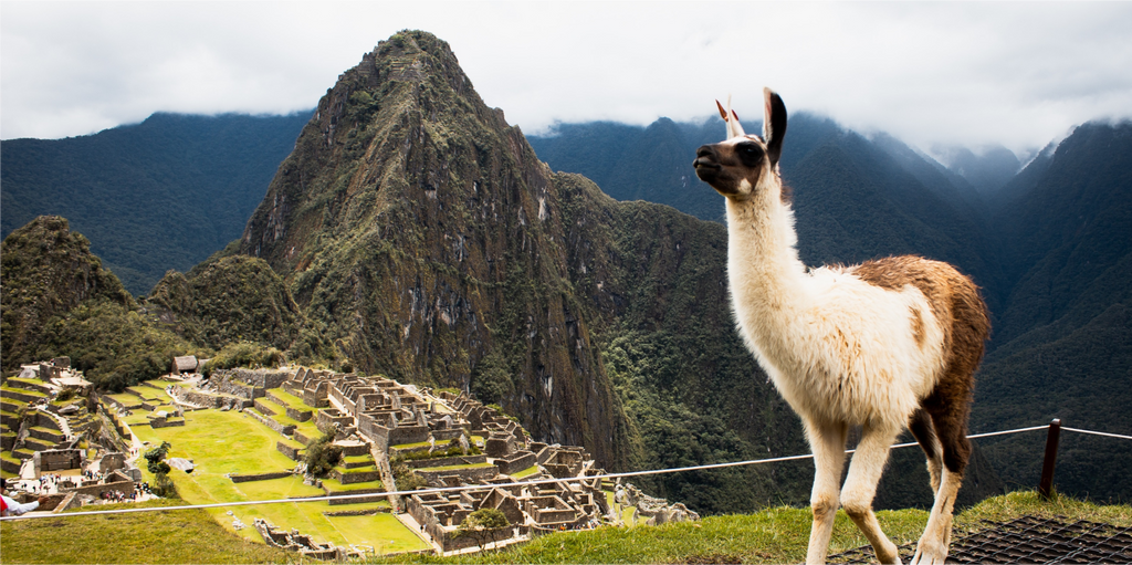 Alpaca on mountain